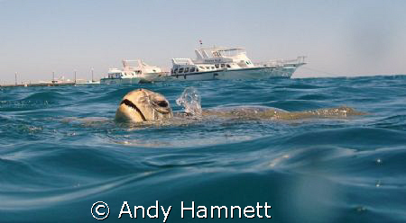 Turtle taking air at the surface. by Andy Hamnett 